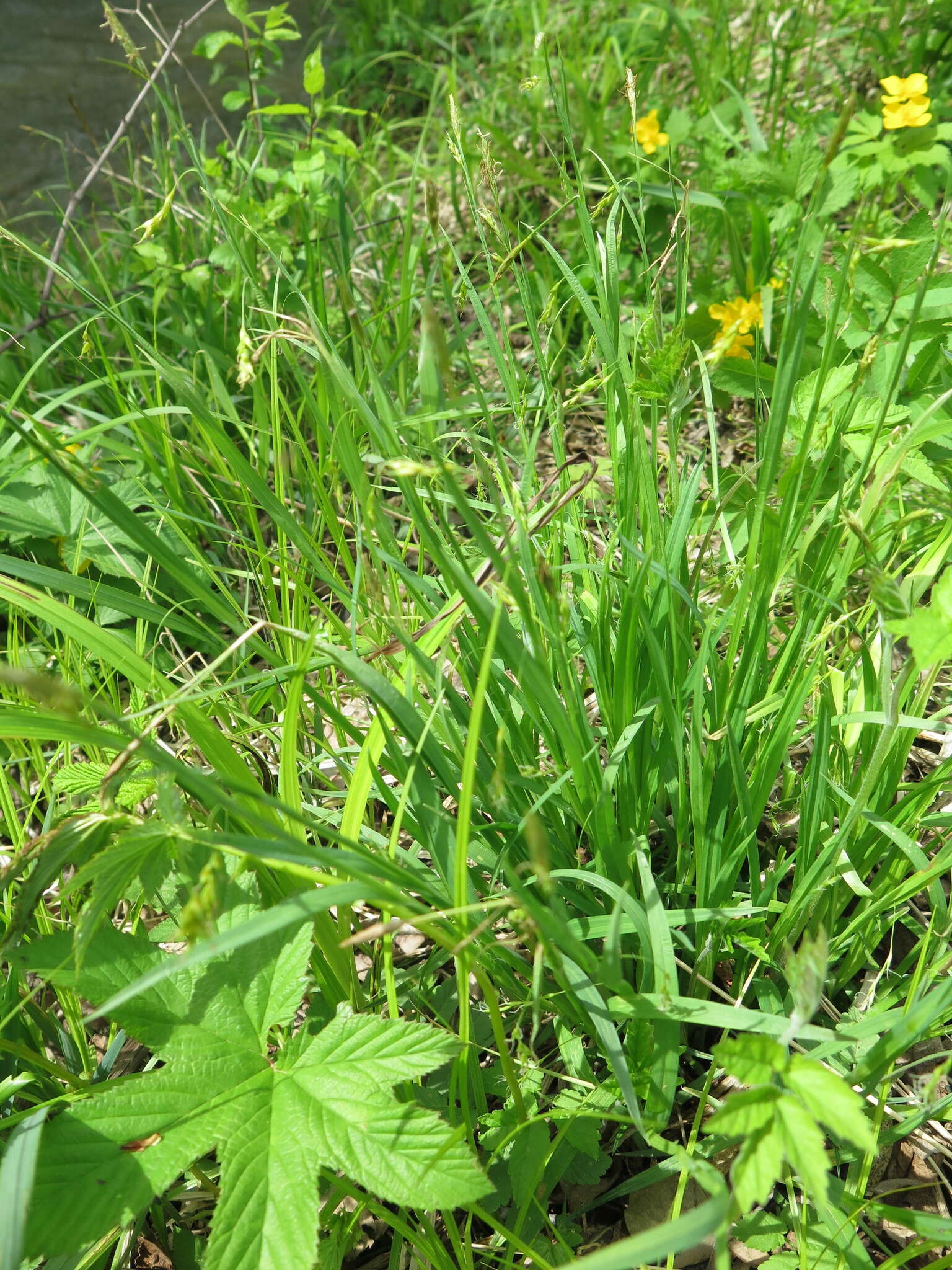 Image of Carex filipes var. oligostachys Kük.