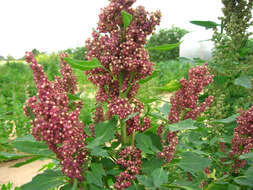 Image of quinoa