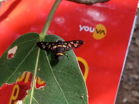 Image of Seven-spotted Handmaiden Moth