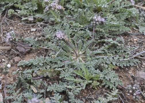 Image of Arizona phacelia