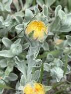 Image of Helichrysum aureum var. argenteum O. M. Hilliard