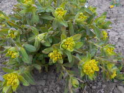 Image of cushion spurge