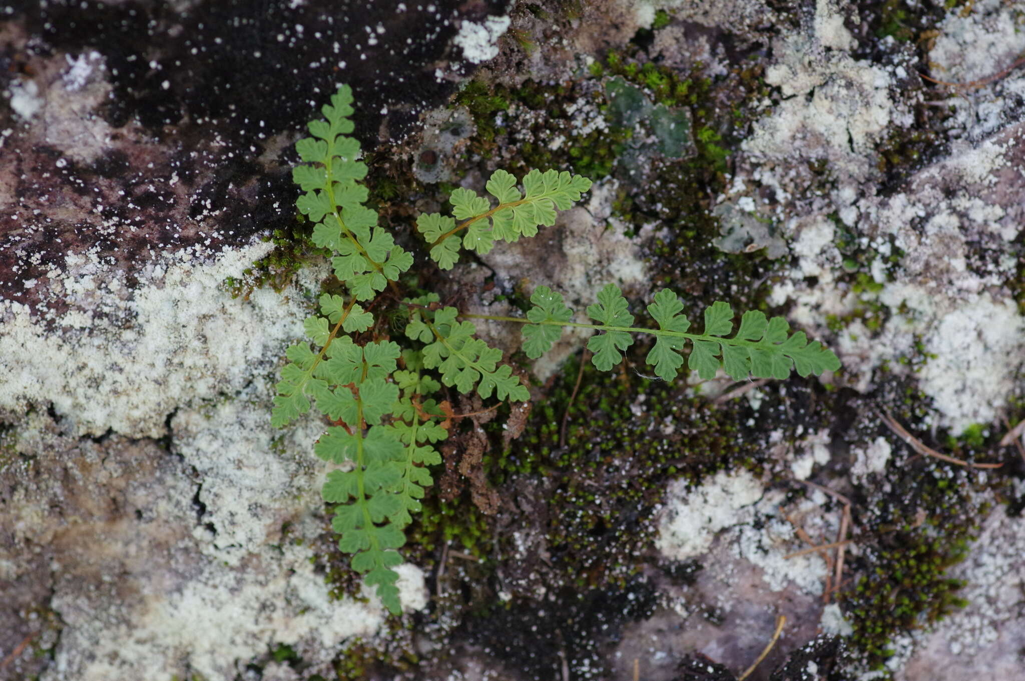 Image of smooth woodsia