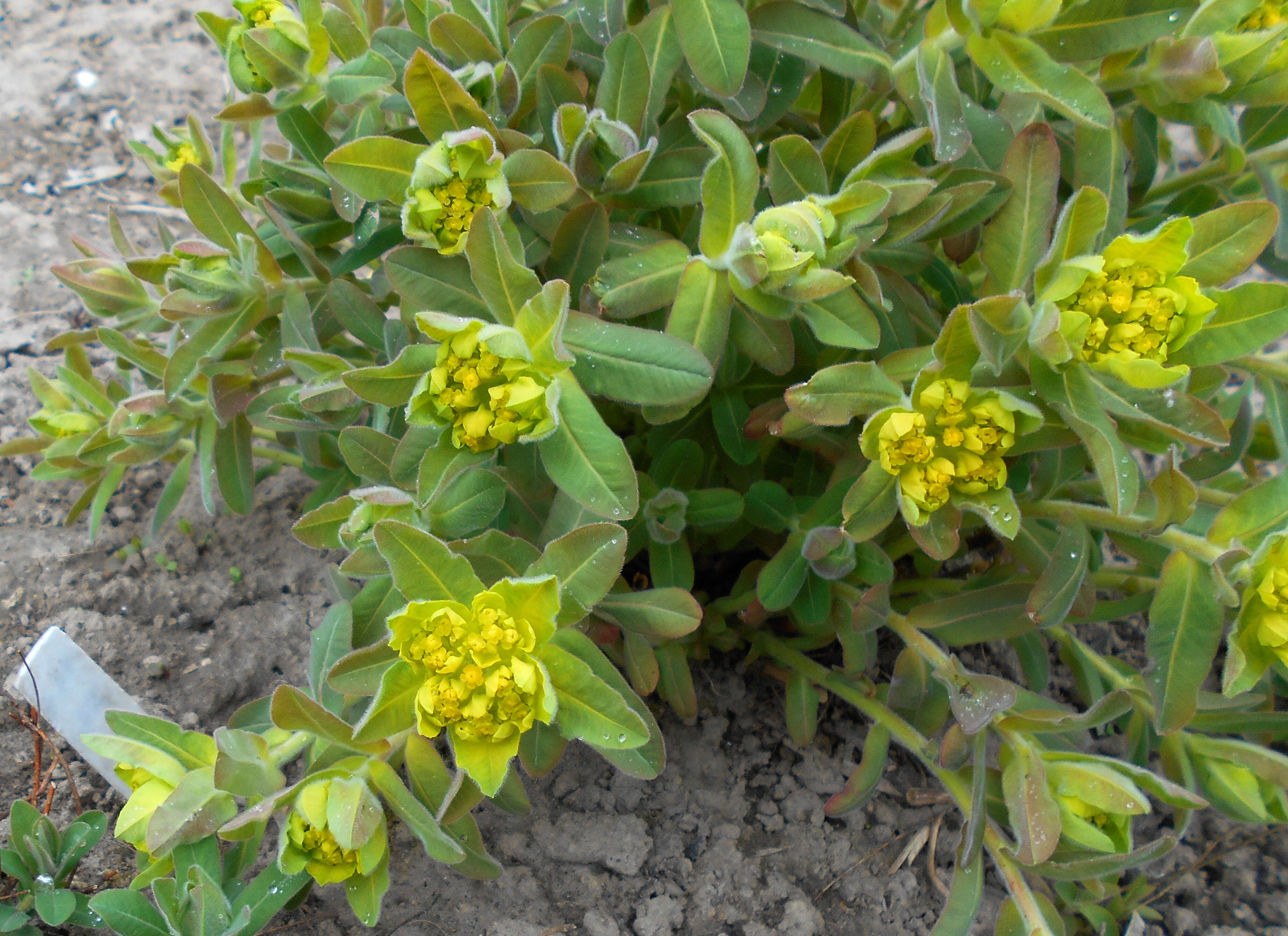 Image of cushion spurge