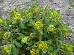 Image of cushion spurge