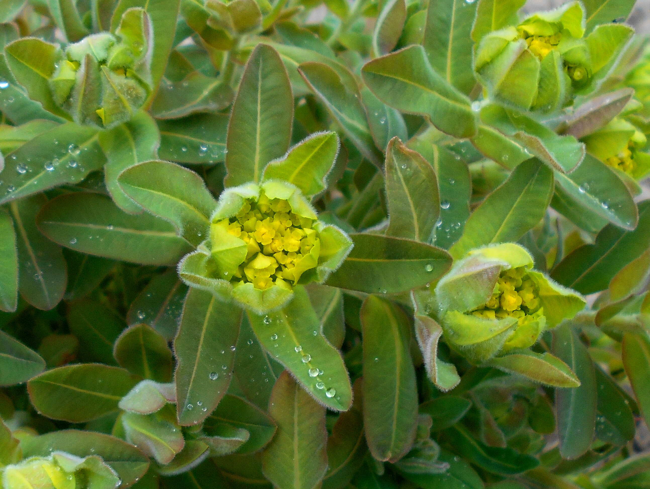 Image of cushion spurge