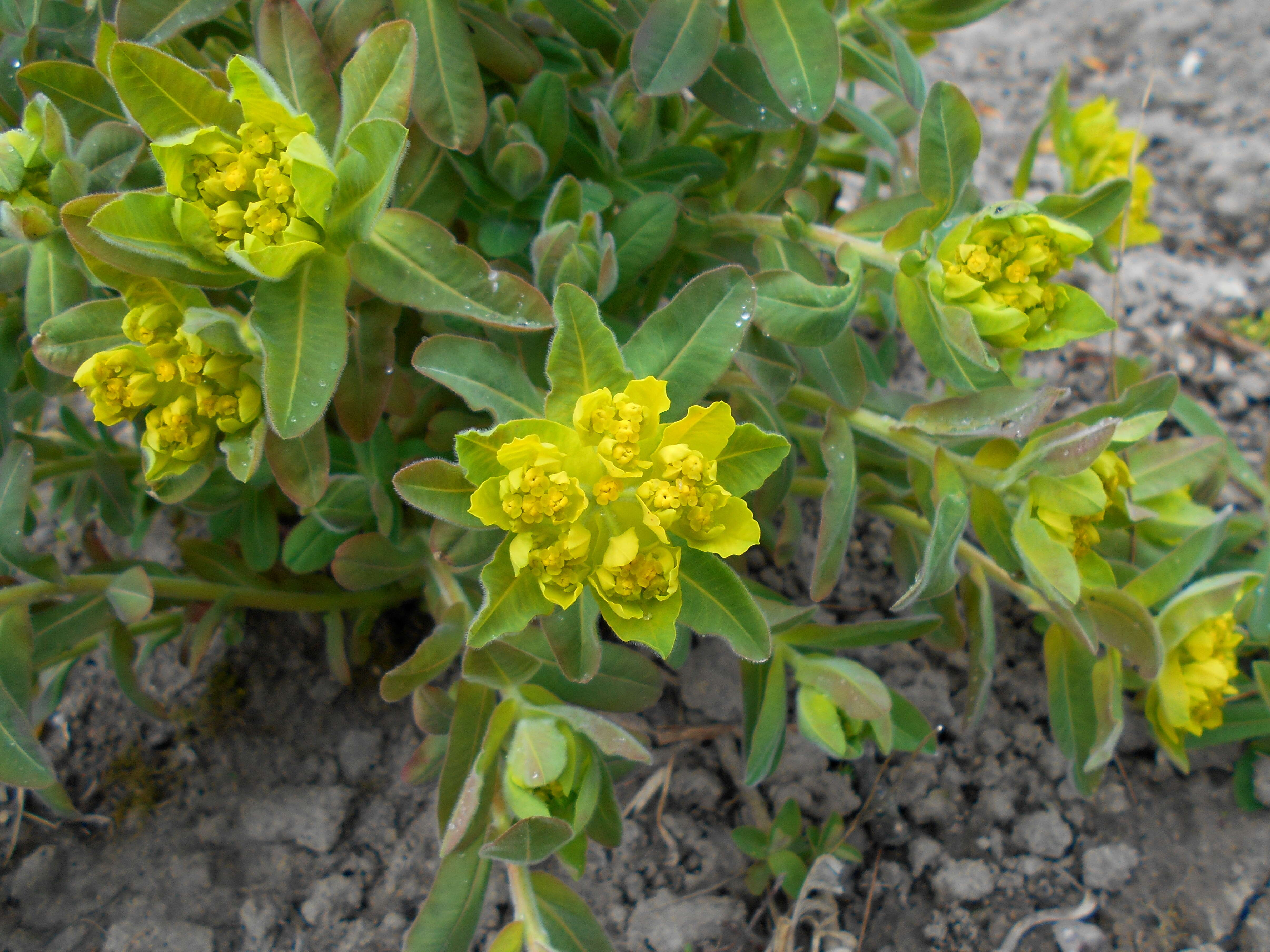 Euphorbia epithymoides L. resmi