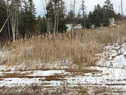 Image of Phragmites australis subsp. australis