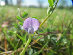 Imagem de Vicia lathyroides L.