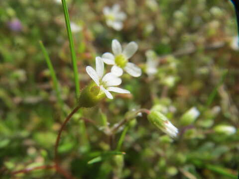 Image of nailwort