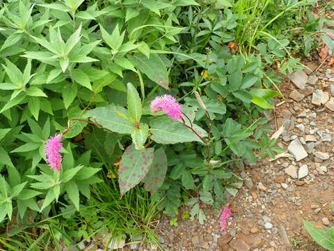 Sanguisorba hakusanensis Makino的圖片