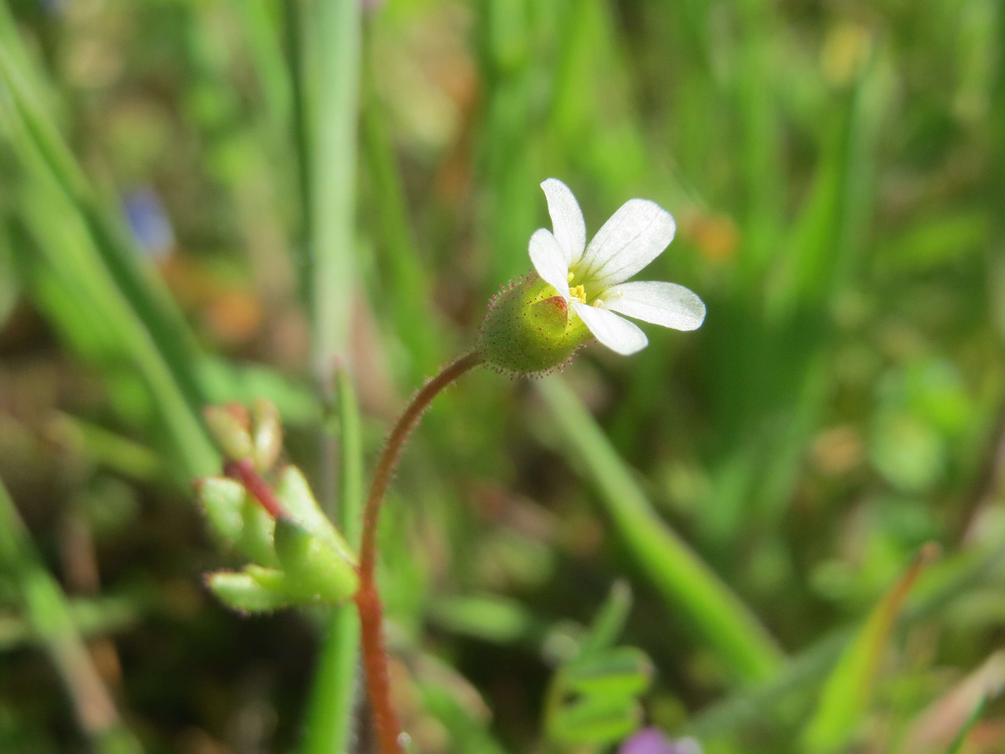 Image of nailwort