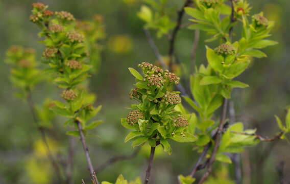 Image of Russian Spiraea