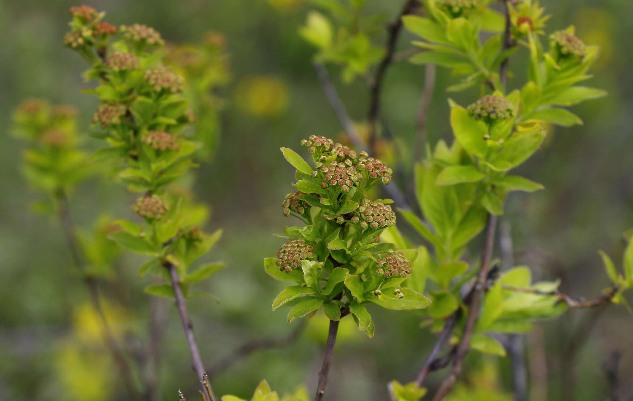 Image of Spiraea media Franz Schmidt