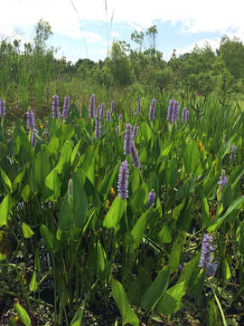 Image of pickerelweed