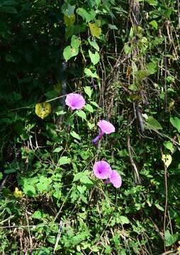 Image of Ipomoea pedicellaris Benth.