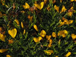 Image of Genista hystrix subsp. legionensis (Pau) P. E. Gibbs