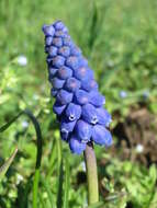 Imagem de Muscari armeniacum H. J. Veitch