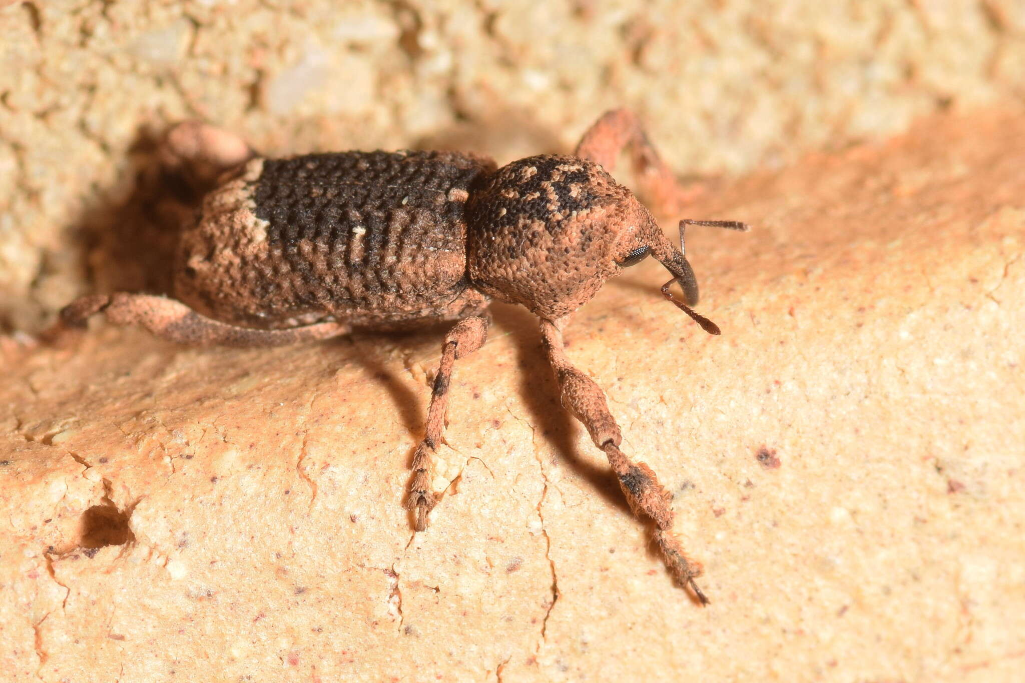 Image of Camptorhinus dorsalis Schoenherr 1837