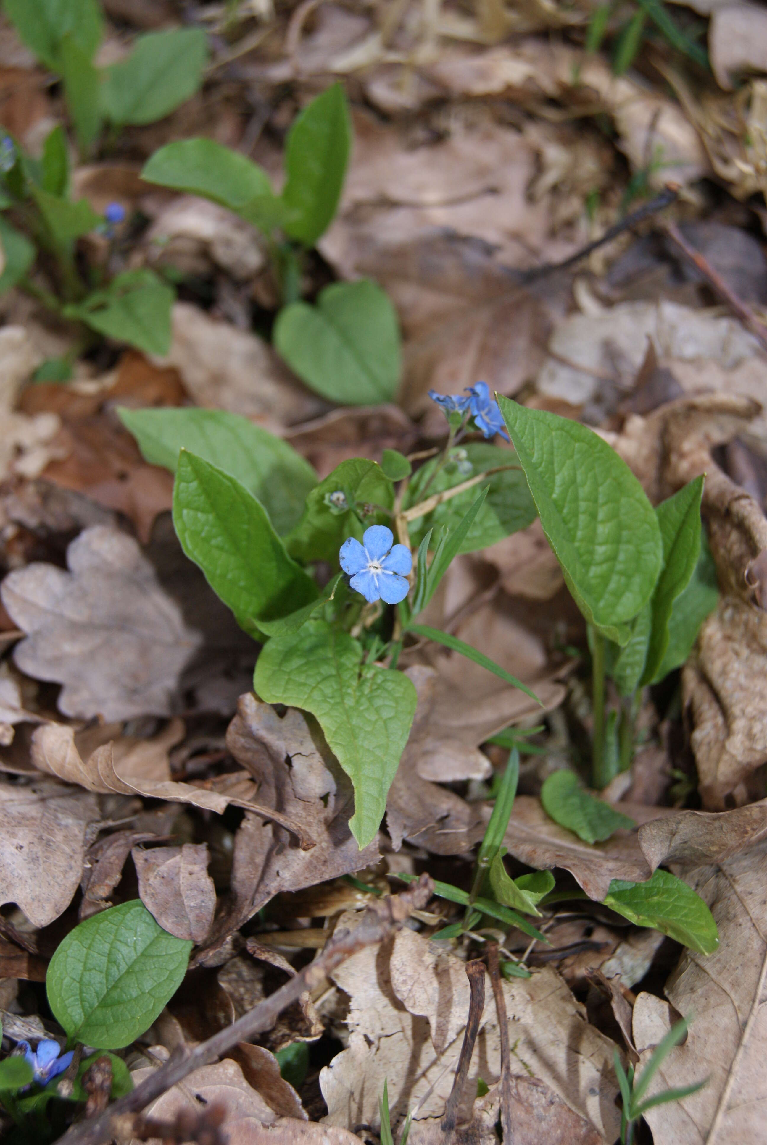 Omphalodes verna Moench resmi