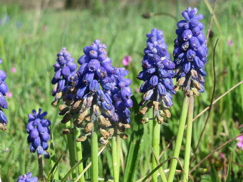 Imagem de Muscari armeniacum H. J. Veitch