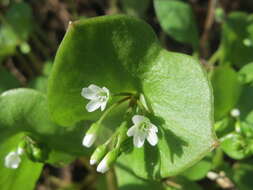 Image of Indian lettuce