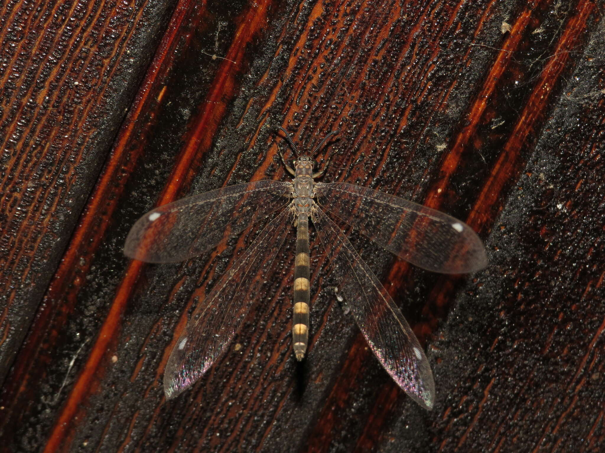 Image de Myrmeleon (Myrmeleon) immaculatus De Geer 1773