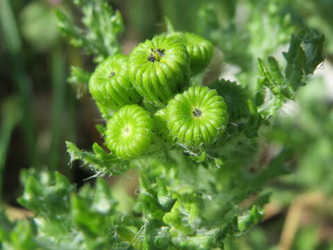 Image of eastern groundsel