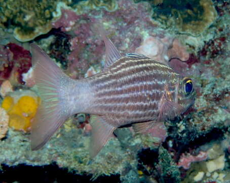 Image of Inbetween cardinalfish
