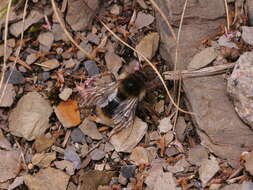 Image of Bombus formosellus (Frison 1934)