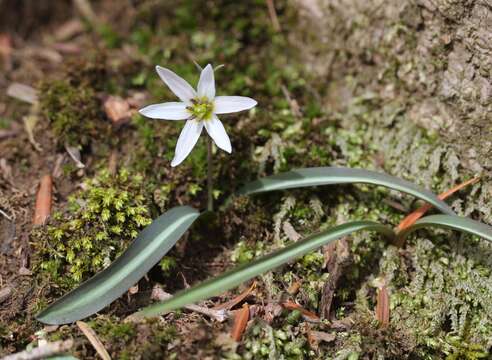 Image of Amana erythronioides (Baker) D. Y. Tan & D. Y. Hong