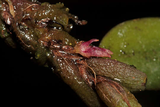 Imagem de Bulbophyllum tortuosum (Blume) Lindl.