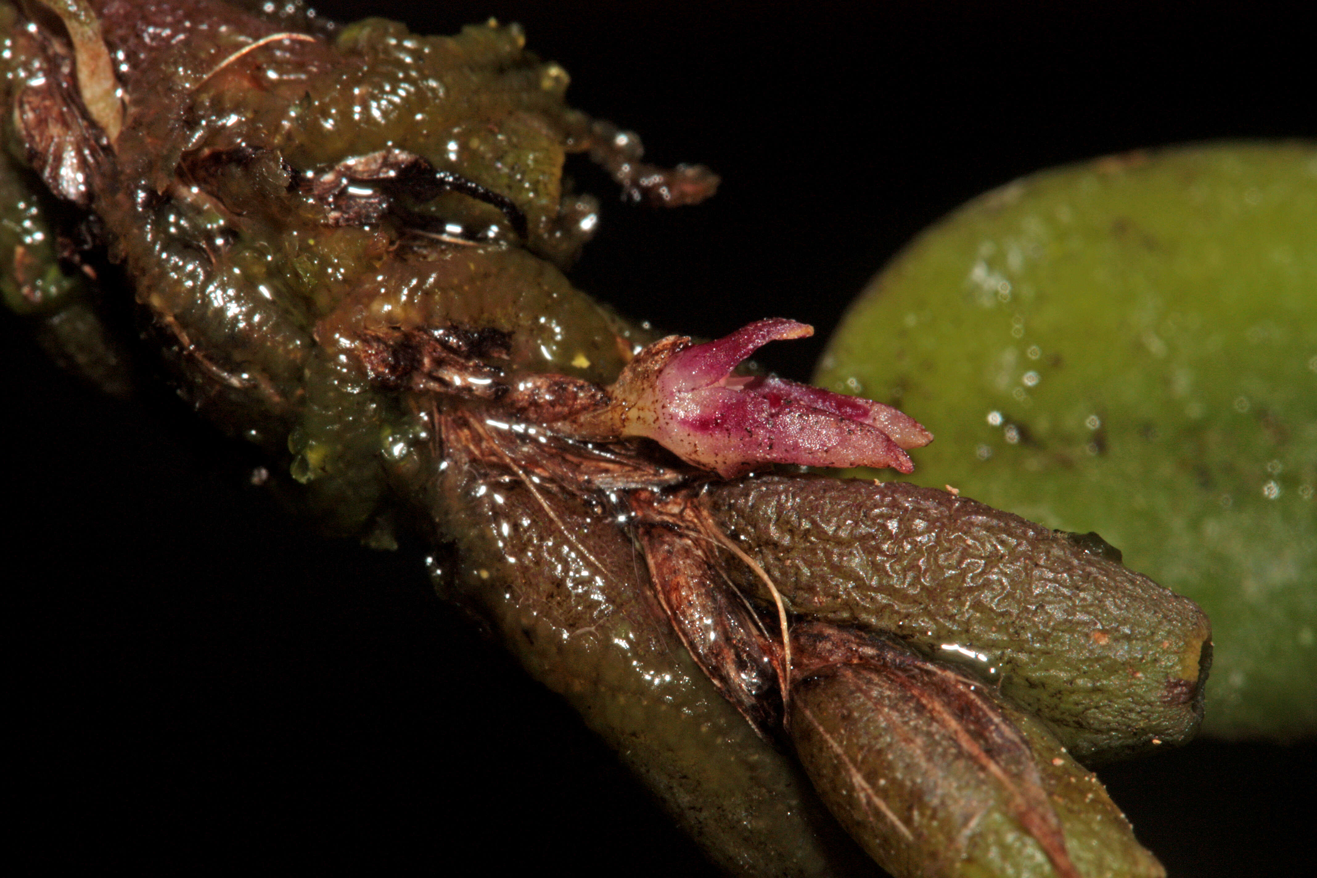 Image of Bulbophyllum tortuosum (Blume) Lindl.