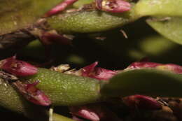 Image of Bulbophyllum tortuosum (Blume) Lindl.