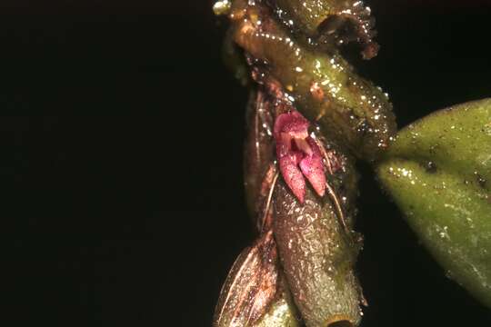 Image de Bulbophyllum tortuosum (Blume) Lindl.