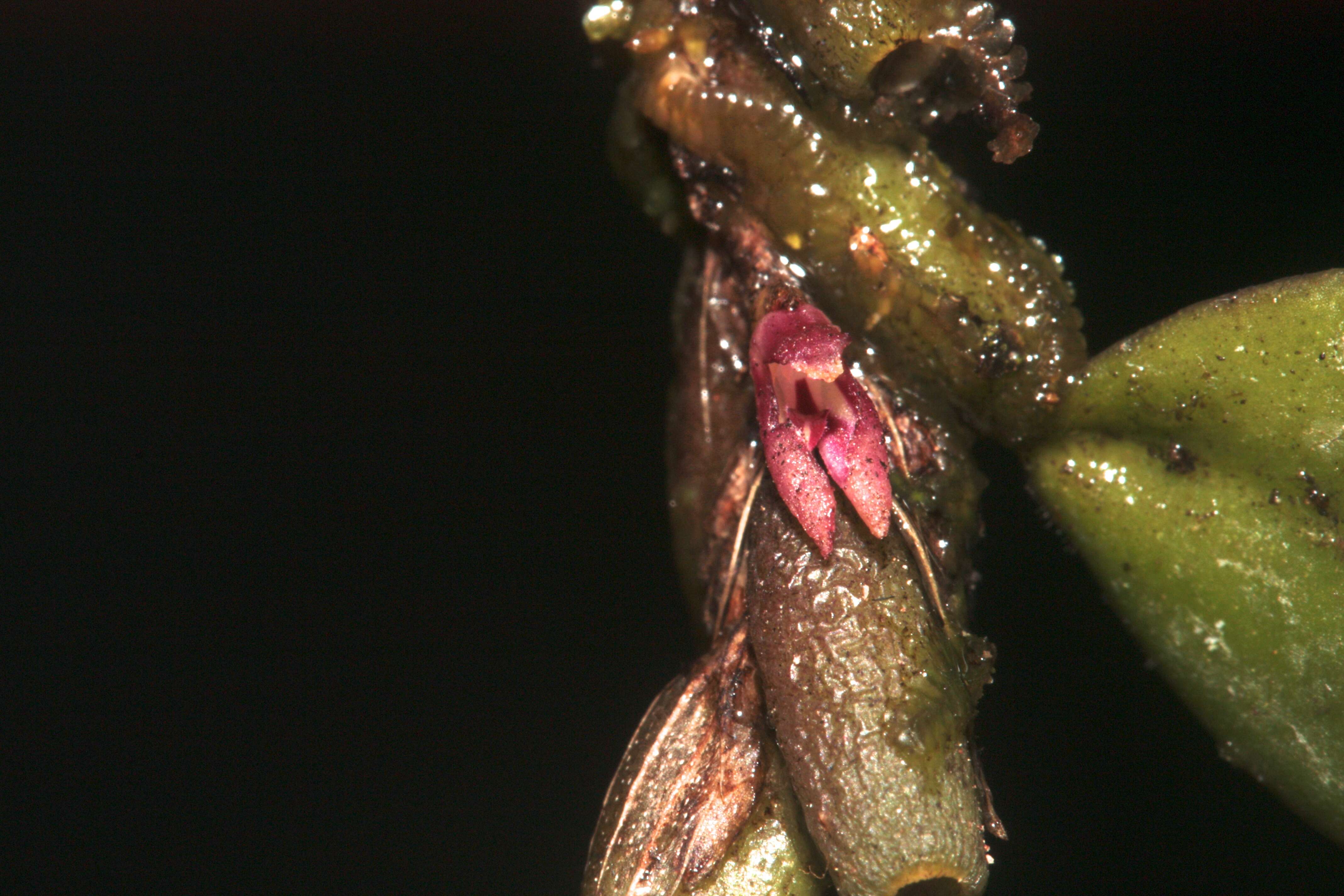 Image of Bulbophyllum tortuosum (Blume) Lindl.