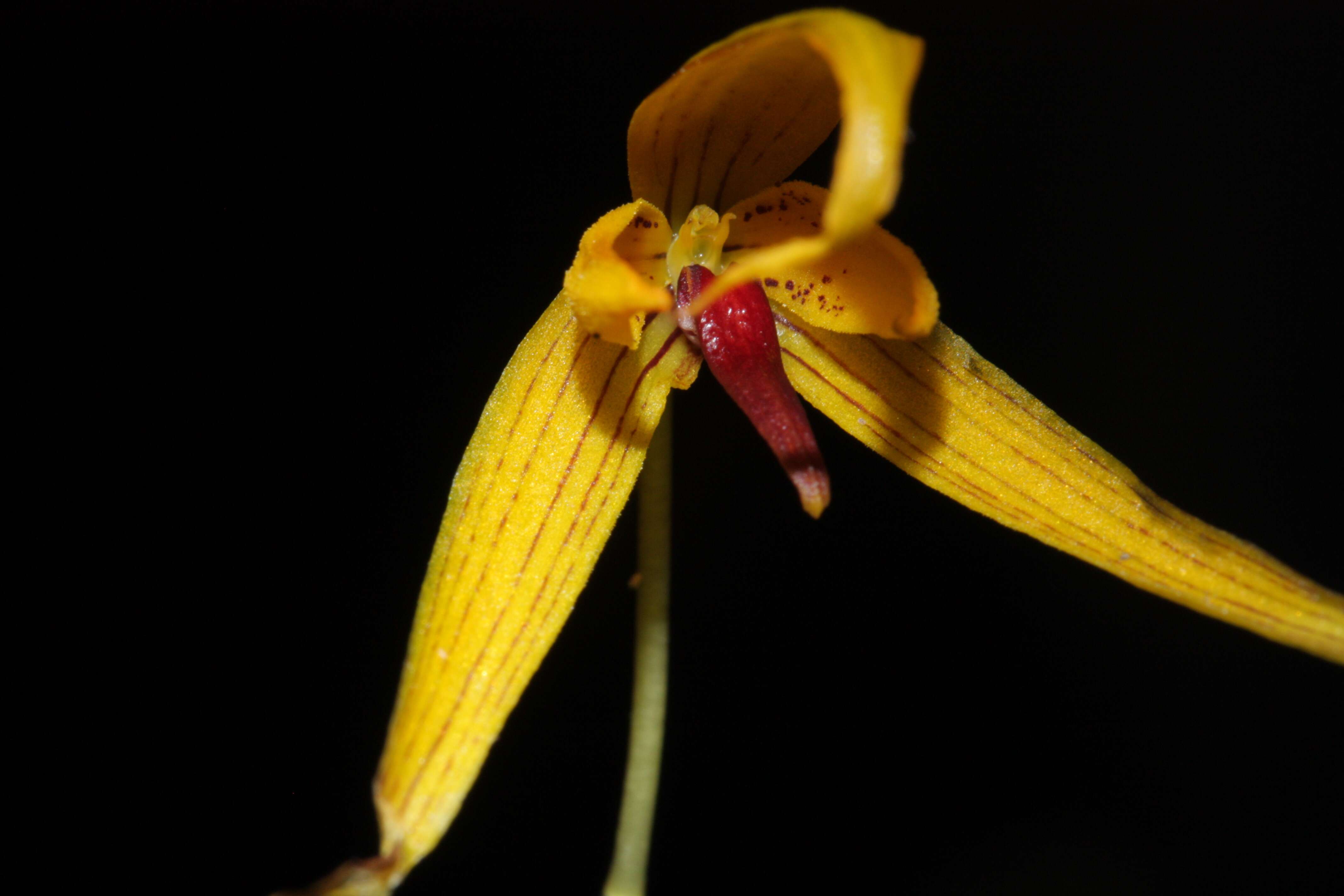 Imagem de Bulbophyllum williamsii A. D. Hawkes