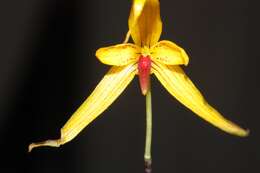 Imagem de Bulbophyllum williamsii A. D. Hawkes