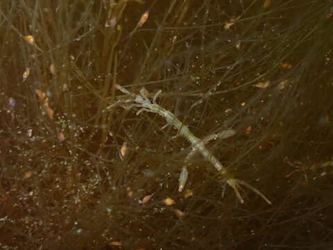 Image of Japanese skeleton shrimp