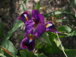 Image of Iris scariosa Willd. ex Link