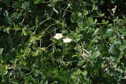 Image of Coccinia quinqueloba (Thunb.) Cogn.