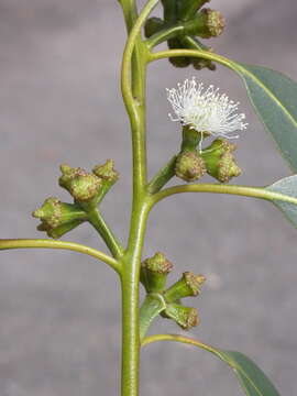 Image of Tasmanian bluegum