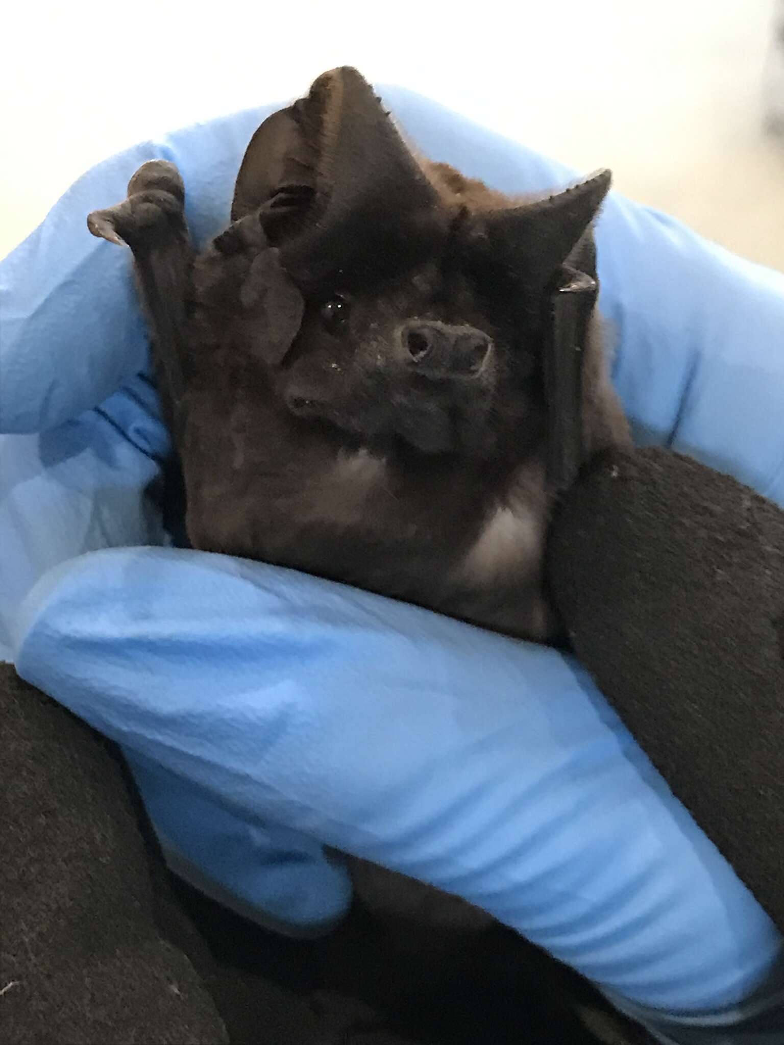 Image of White-striped Free-tailed Bat