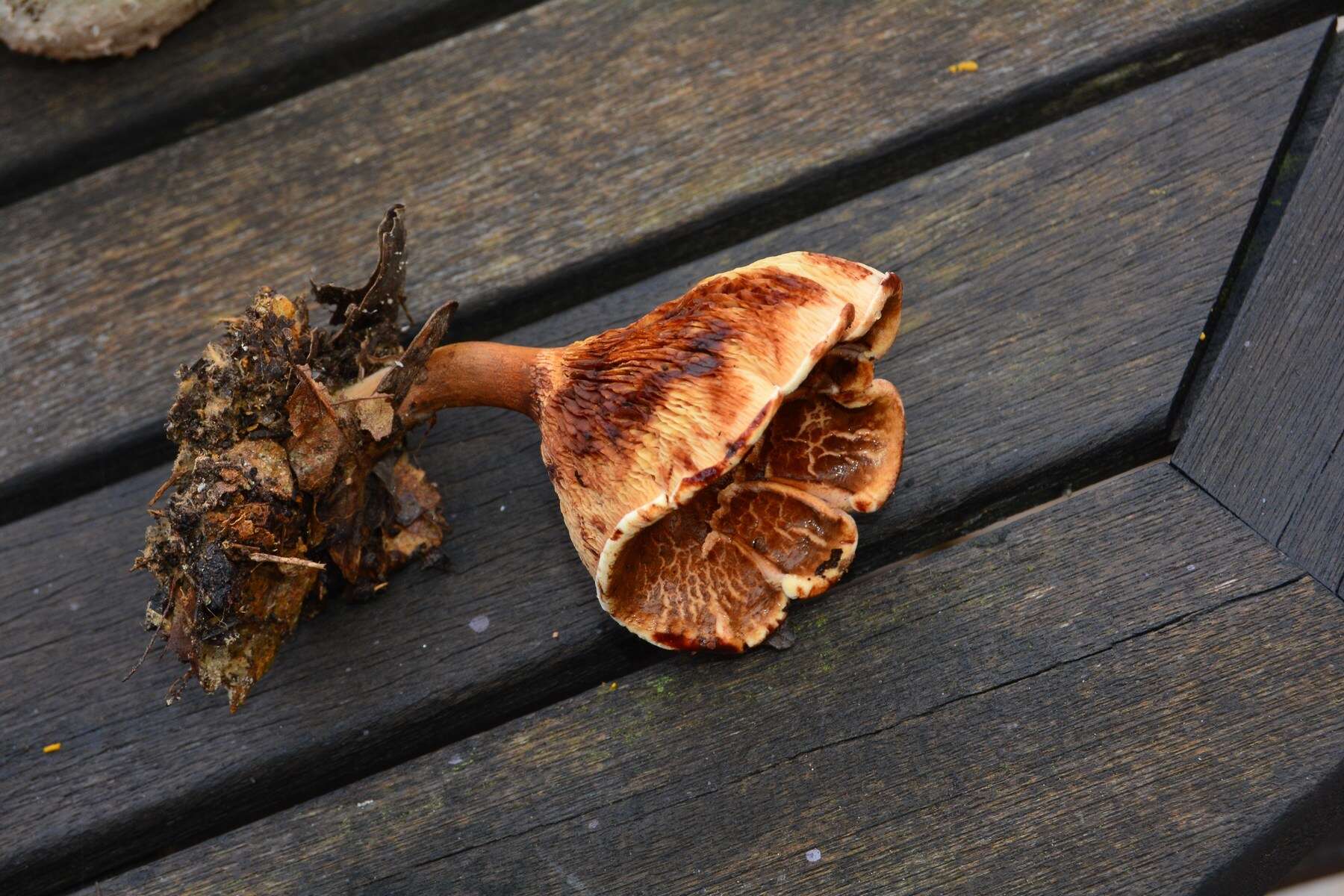 Image of Paxillus rubicundulus P. D. Orton 1969