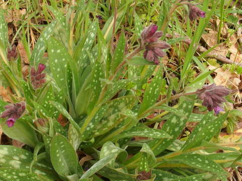 Image of Pulmonaria longifolia (Bast.) Boreau