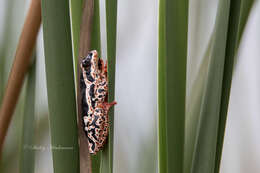 Image of Marbled Reed Frog