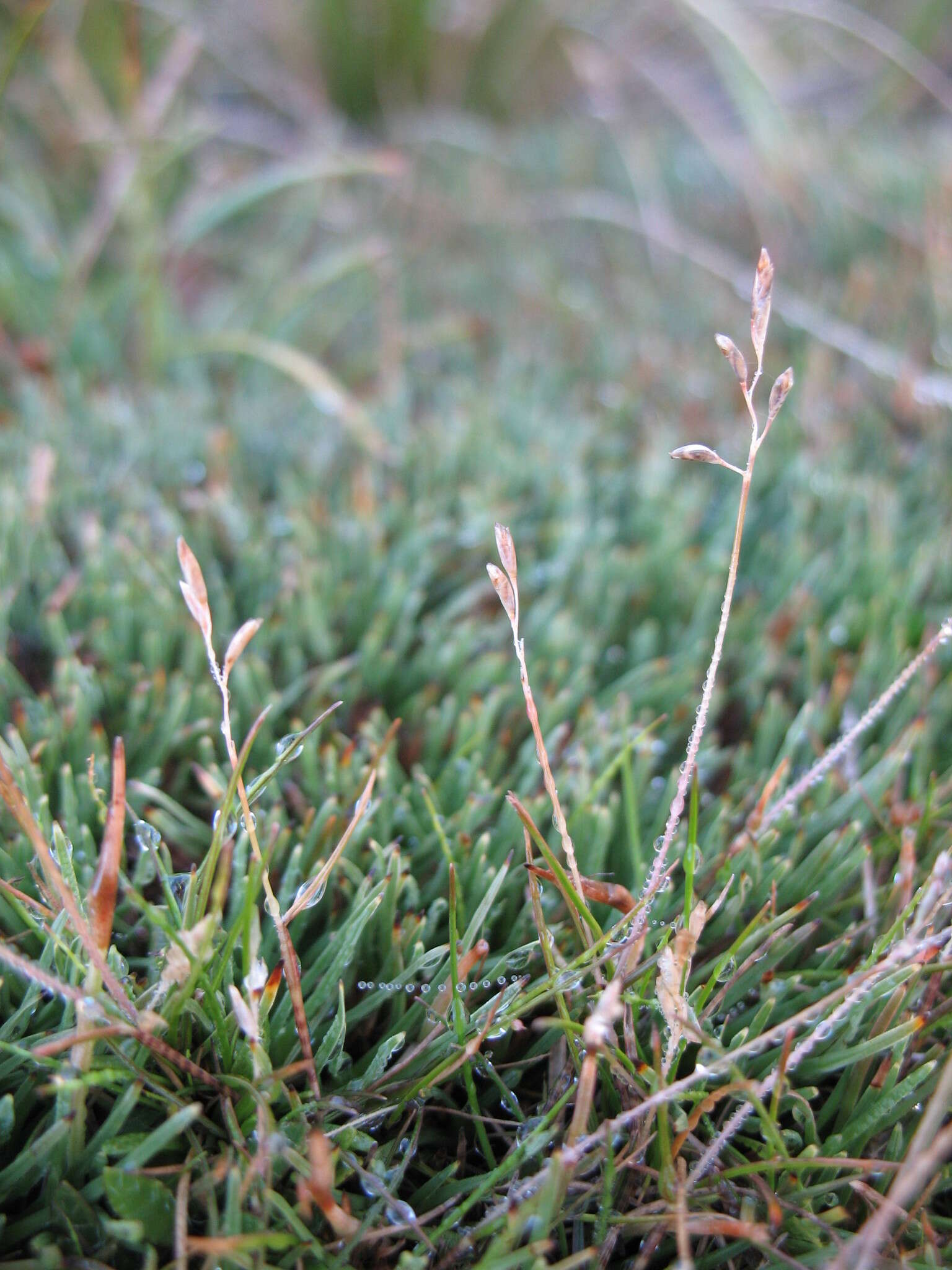 Image of Rytidosperma australe (Petrie) Connor & Edgar