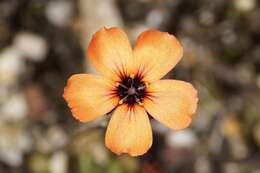 Image of Drosera platystigma Lehm.