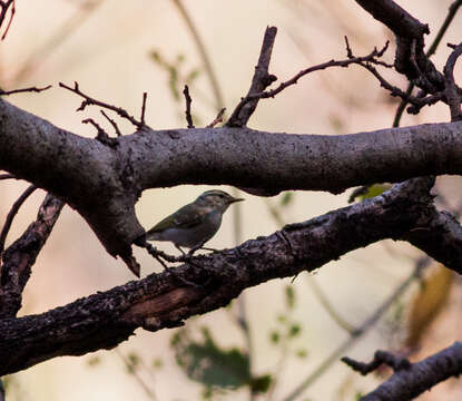 Plancia ëd Phylloscopus occipitalis (Blyth 1845)