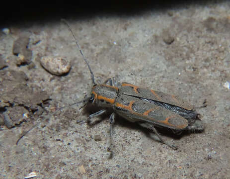 Image of Elm Borer